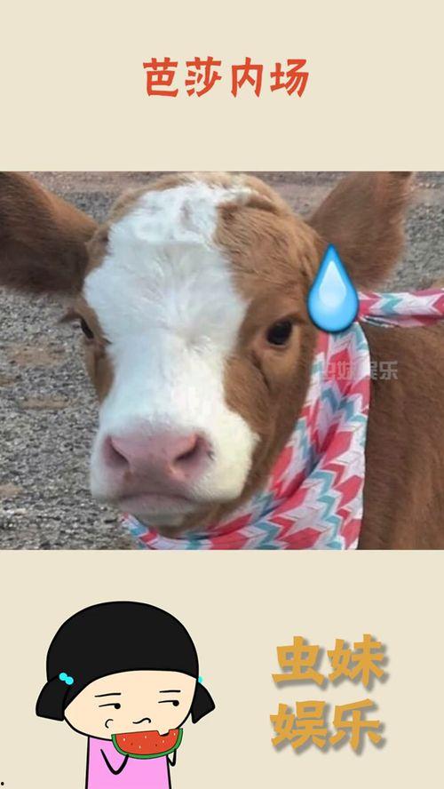 娱乐吃瓜酱讲羊羊,娱乐吃瓜酱带你揭秘羊羊世界  第3张