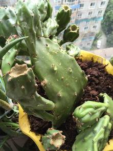 仙人掌吃瓜娱乐,仙人掌与瓜果的奇幻娱乐之旅  第2张