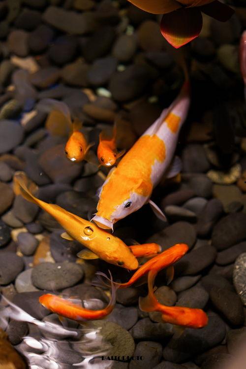 吃瓜娱乐小鲤鱼视频,趣味视频引网友热议 第2张 吃瓜娱乐小鲤鱼视频,趣味视频引网友热议 第2张